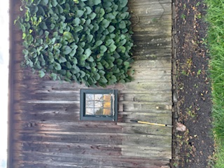 Weathered barn wall with climbing vines and window