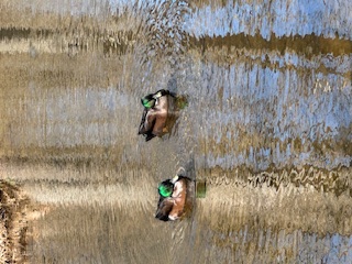 Two mallard ducks in the creek