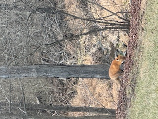 Red fox in the woods at the edge of the property